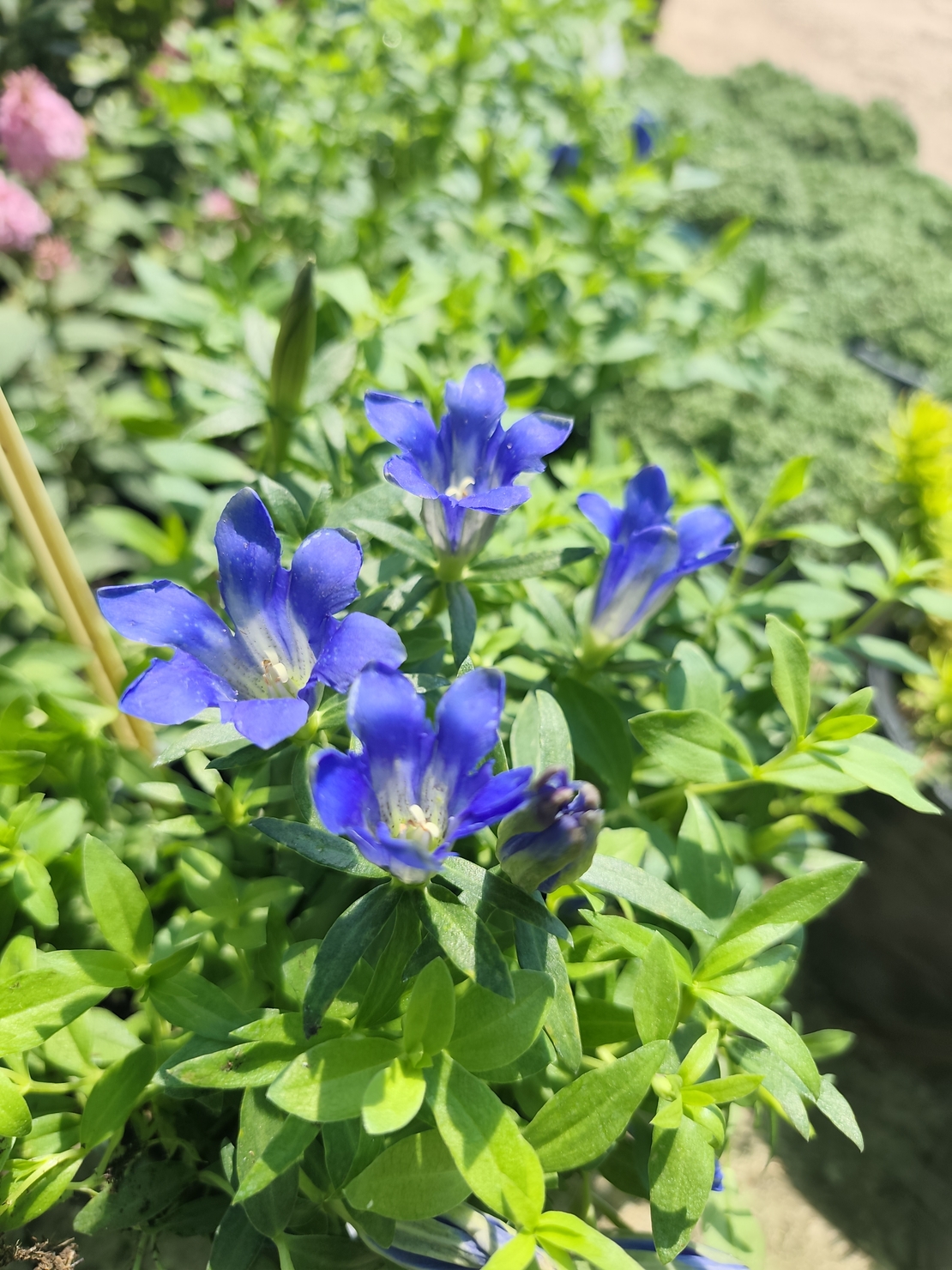 Gentiana 'Luis Big Blue' (Тинтява 'Luis Big Blue')