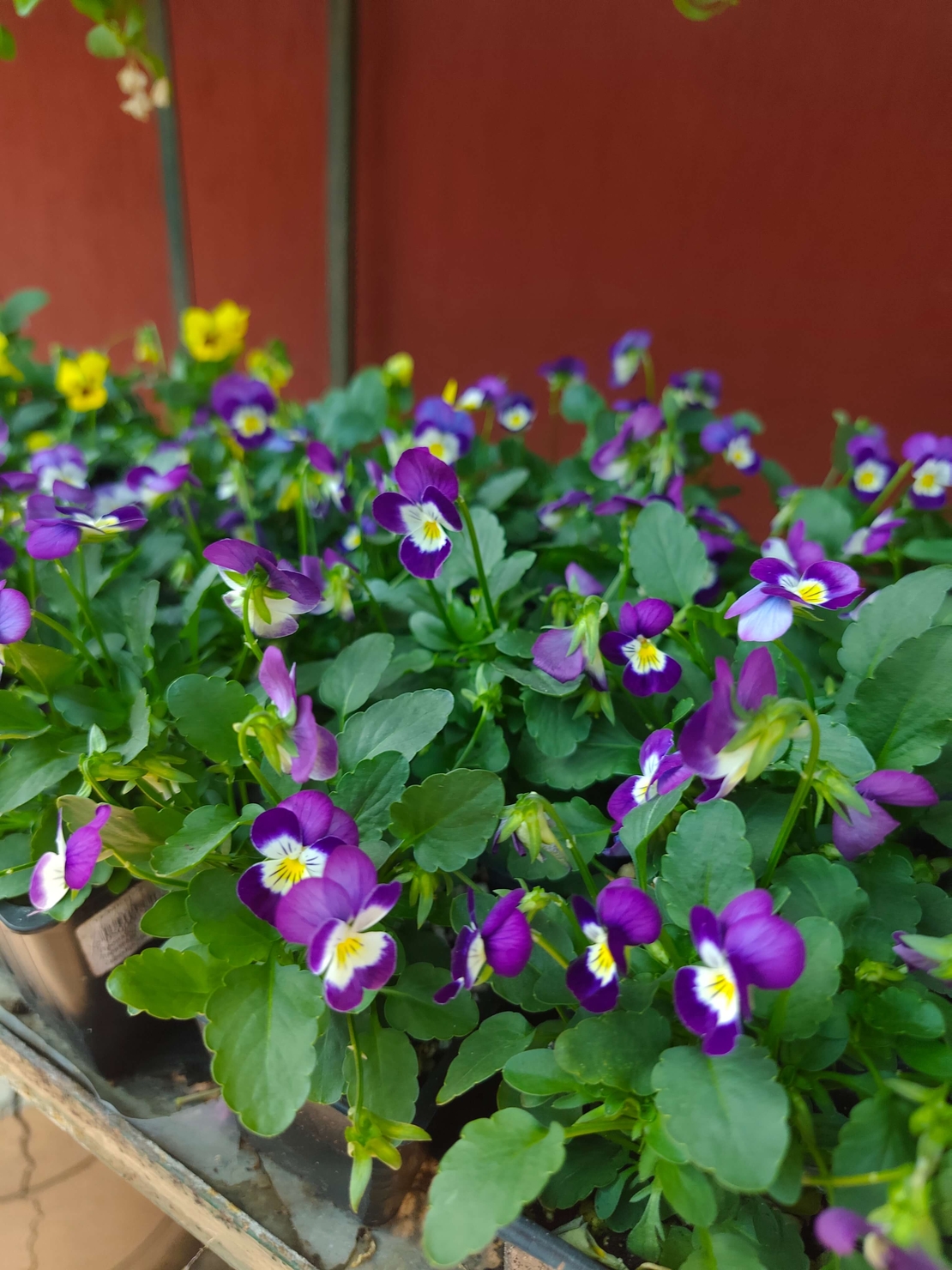 Viola × wittrockiana (Градинска теменужка)