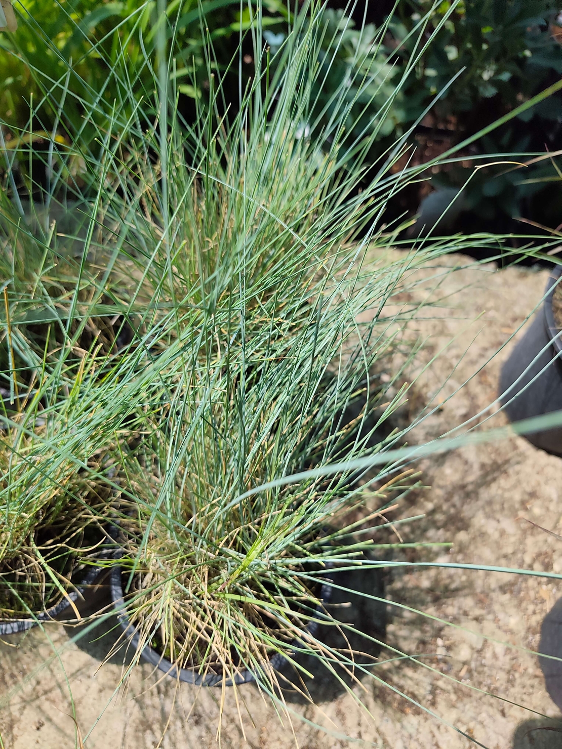 Festuca glauca (Синя власатка)