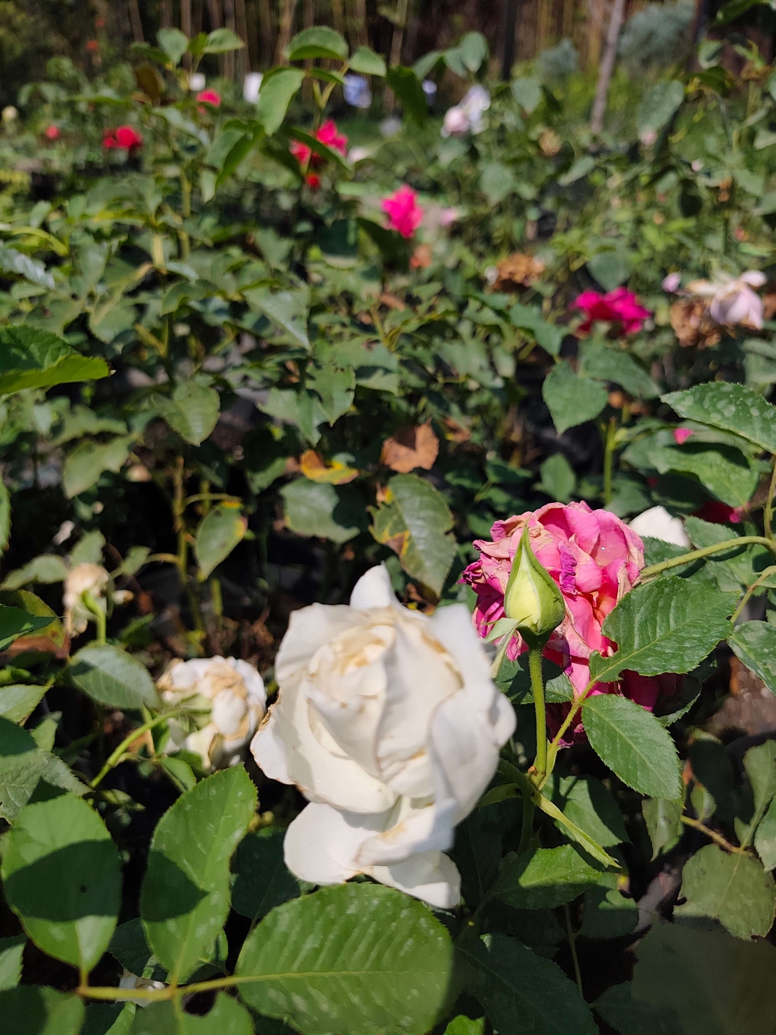 Rosa (Храстовидна роза) МИКС