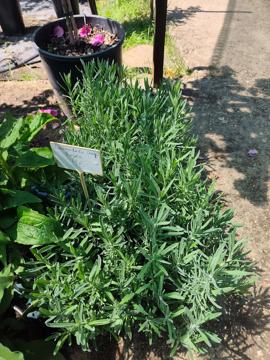 Lavandula angustifolia 'Rosea' (Лавандула 'Rosea')
