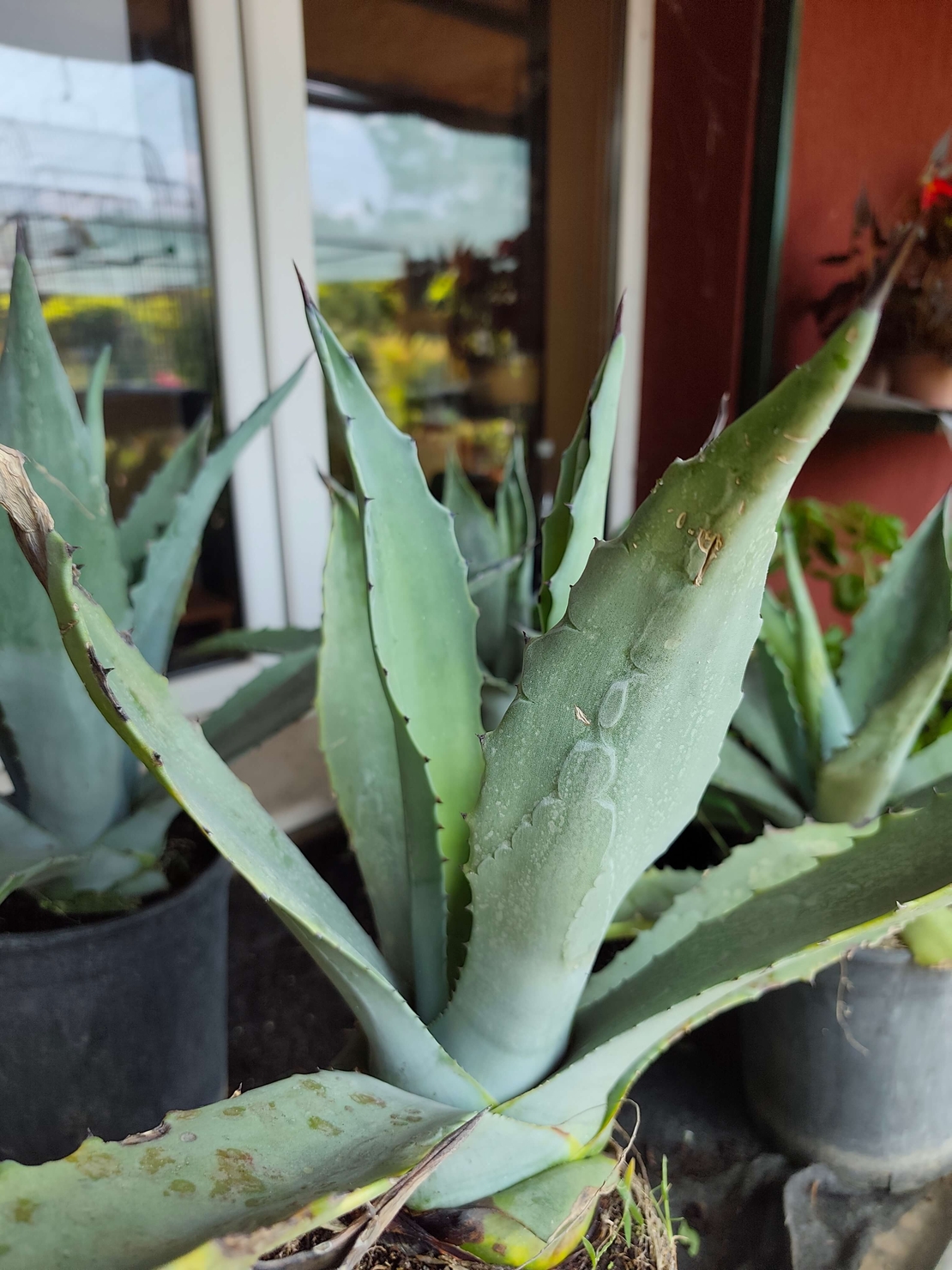 Agave (Агаве)