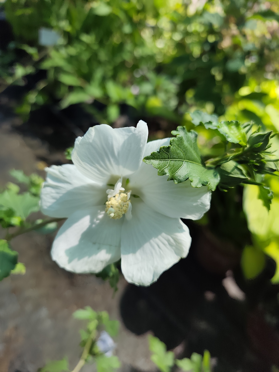 Hibiscus syriacus (Градински хибискус)