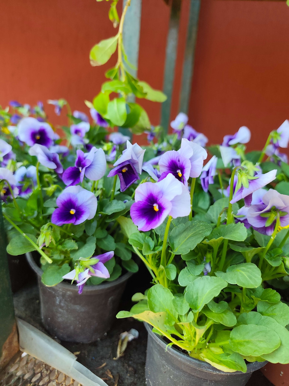 Viola × wittrockiana (Градинска теменужка)