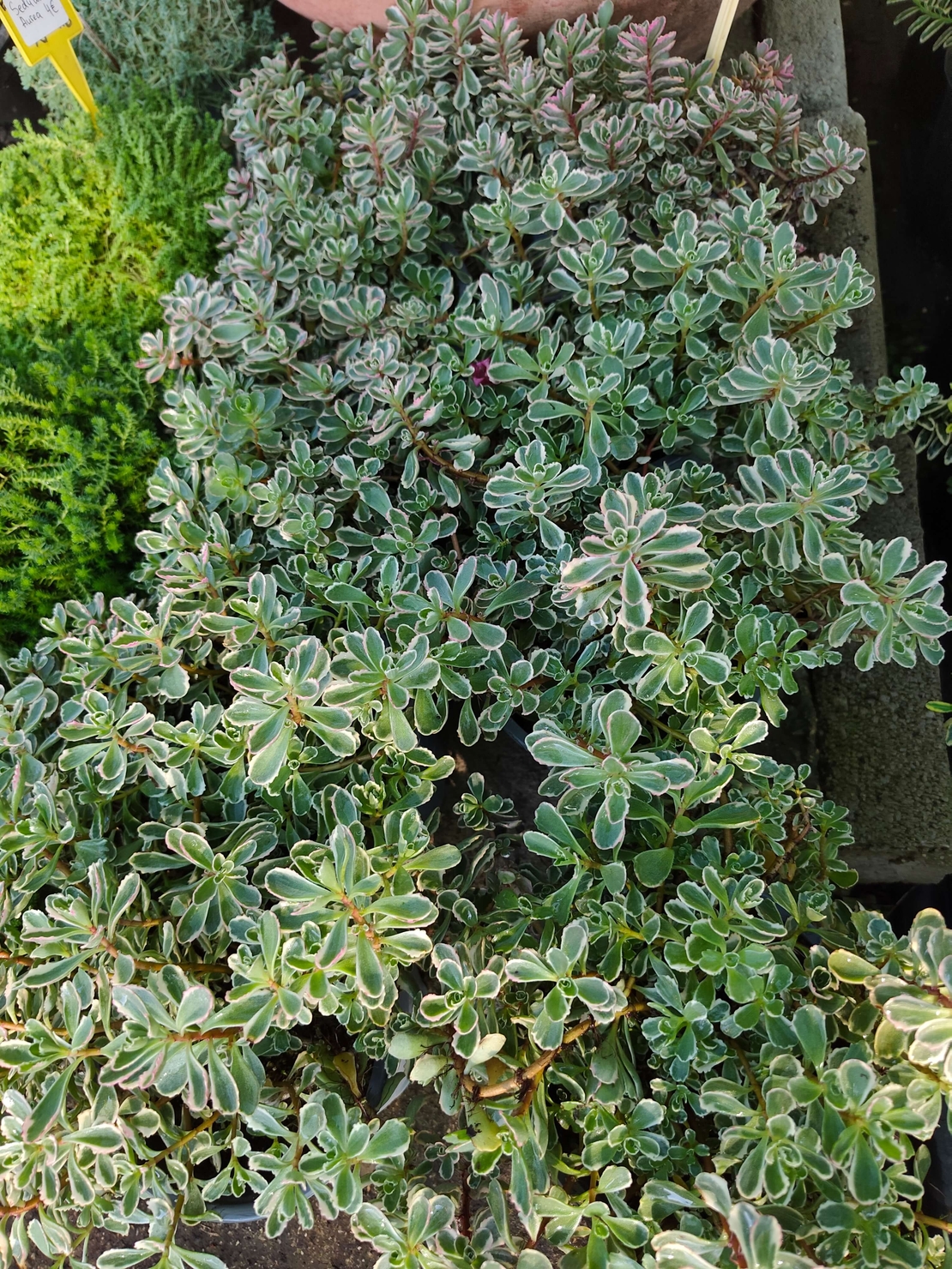 Sedum spurium 'Tricolor'