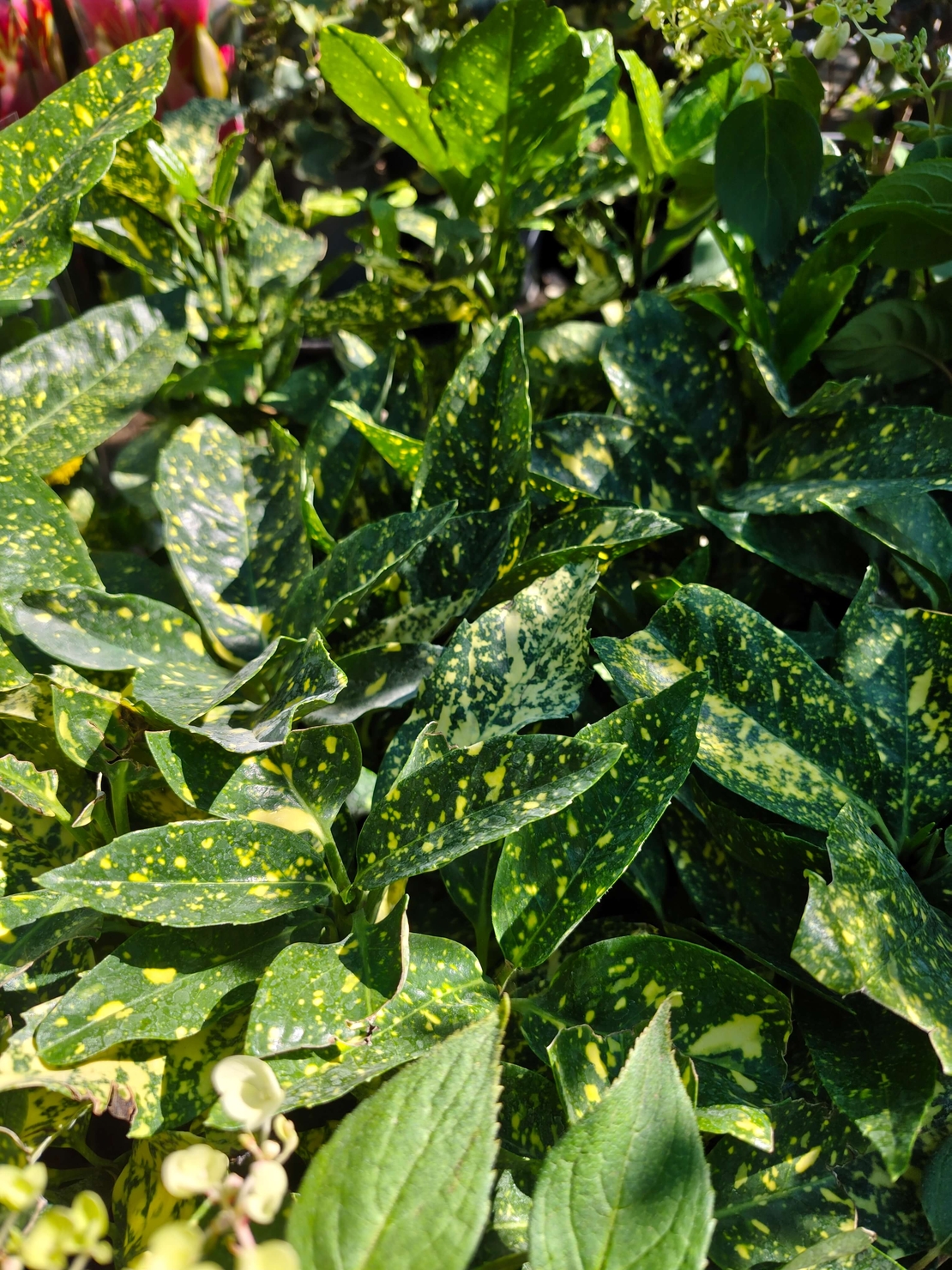 Aucuba japonica (Японска аукуба)