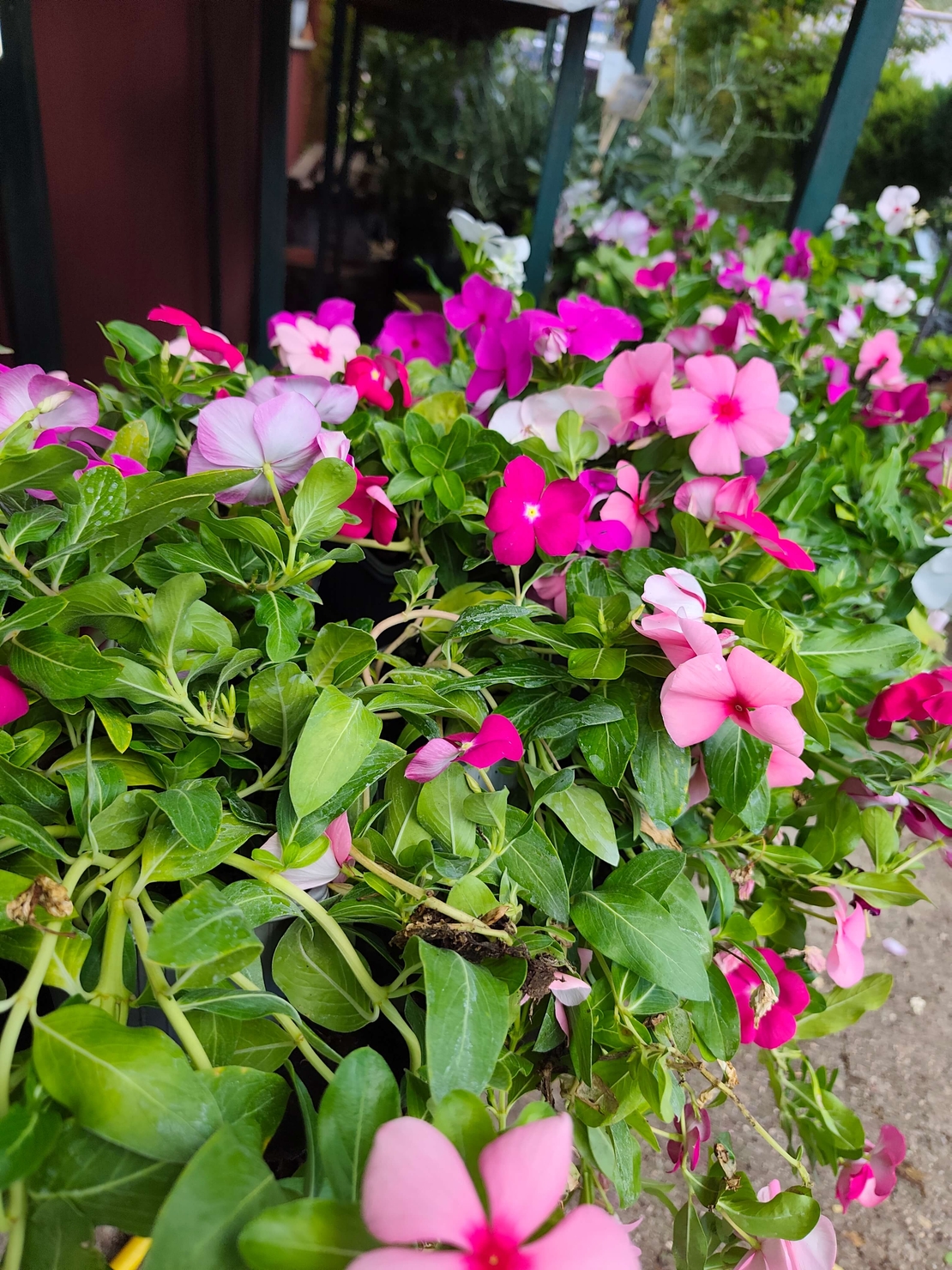 Catharanthus roseus (Едногодишна винка)