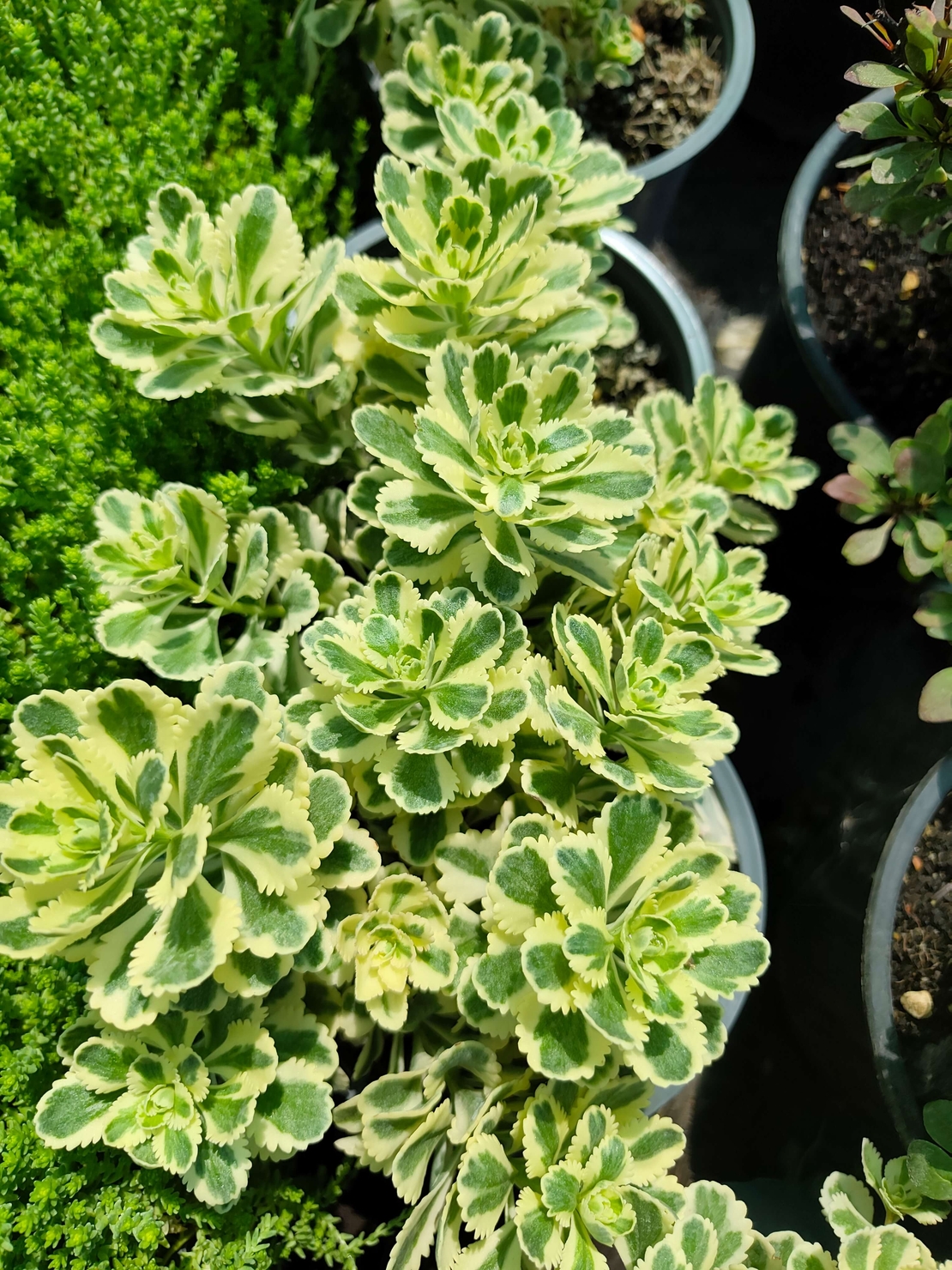 Sedum takesimense 'Atlantis'