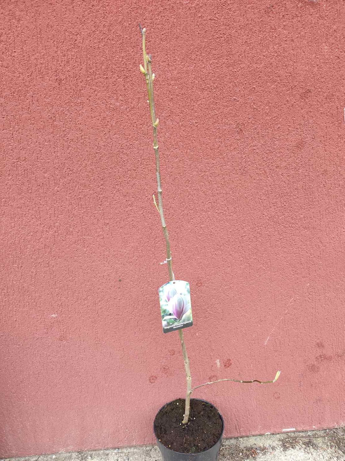 Мagnolia soulangeana Аlexandrina