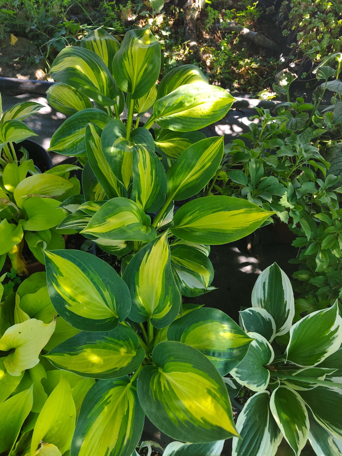 Hosta