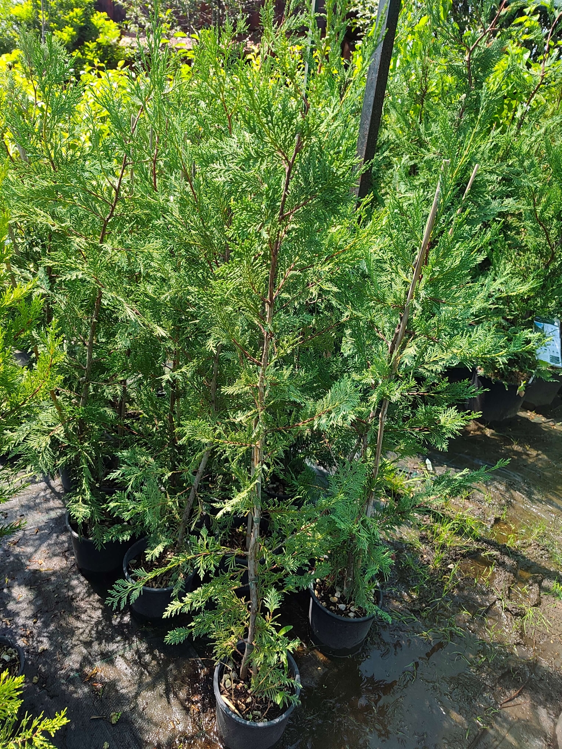 Cuprocyparis leylandii (Лейландски кипарис)