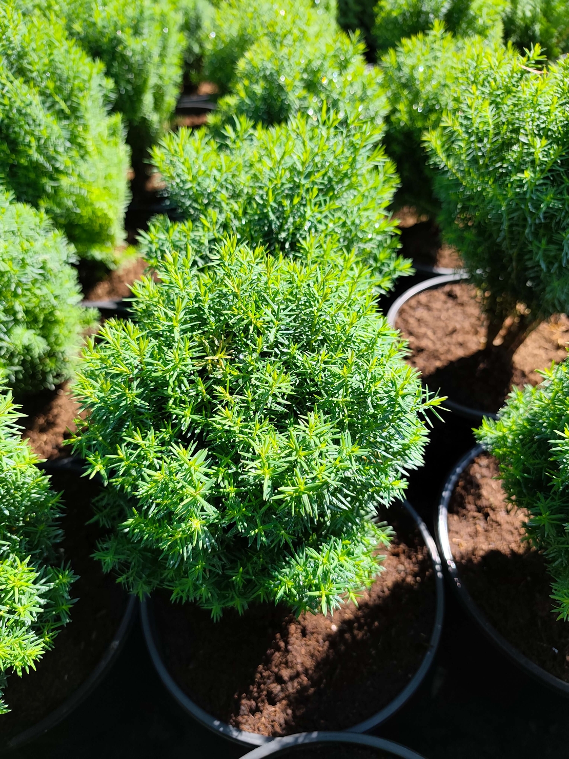 Thuja occidentalis ‘Teddy’ (Туя Теди)