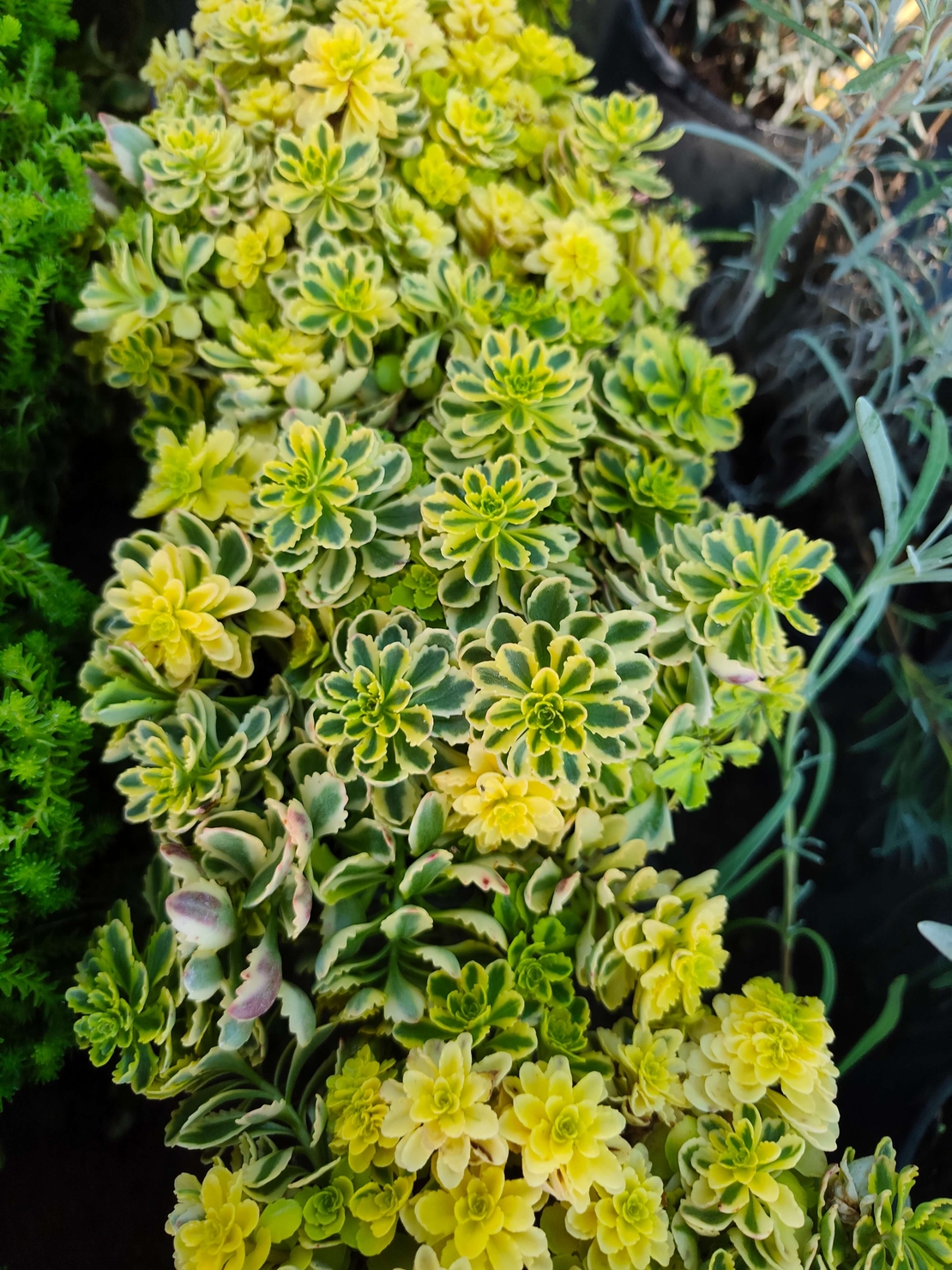 Sedum takesimense 'Atlantis'