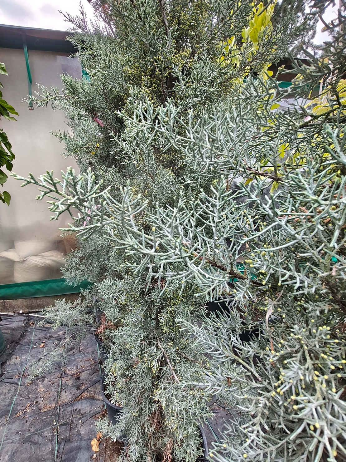 Cupressus arizonica (Аризонски кипарис)