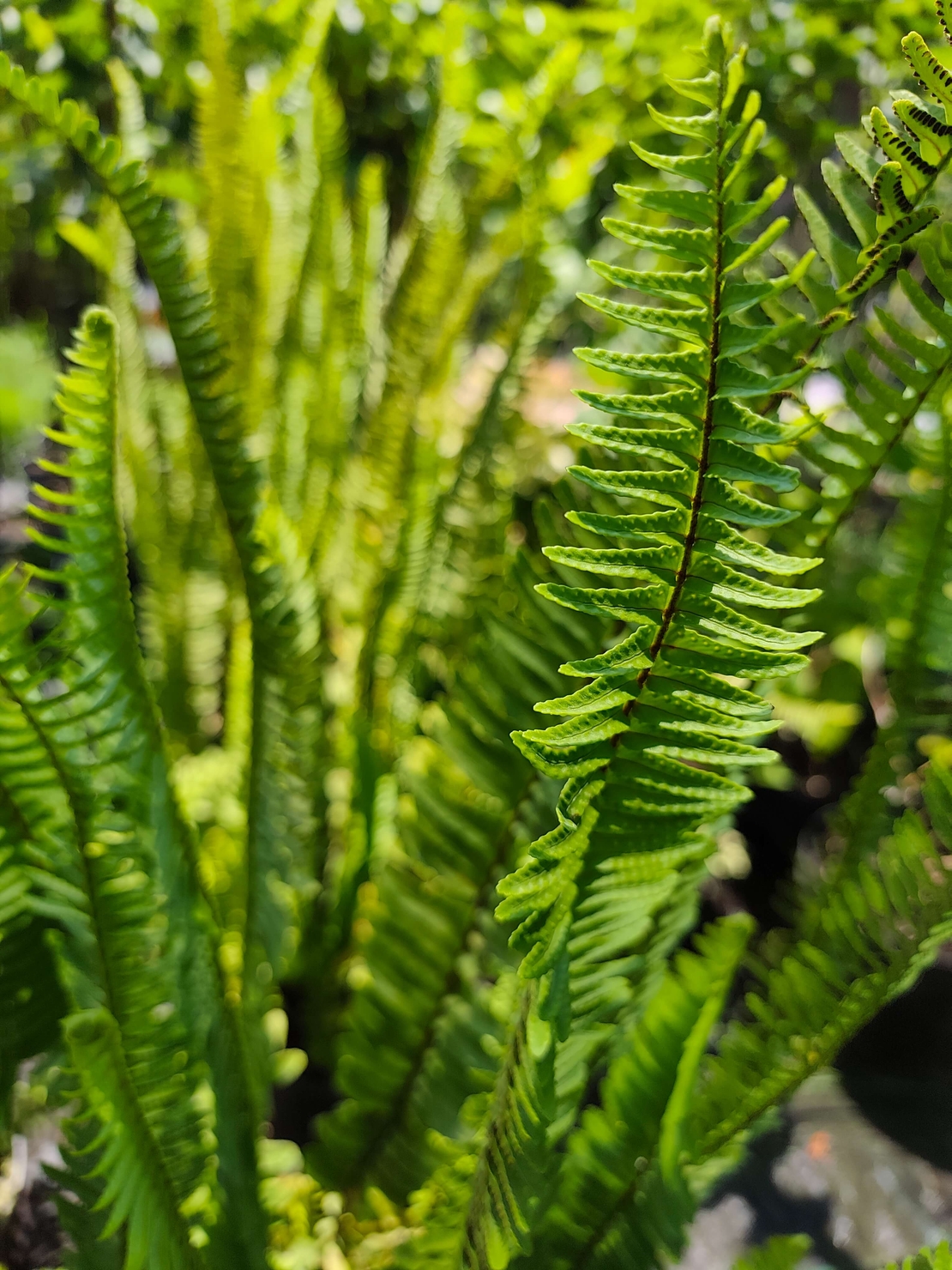 Nephrolepis exaltata (Бостънска папрат)