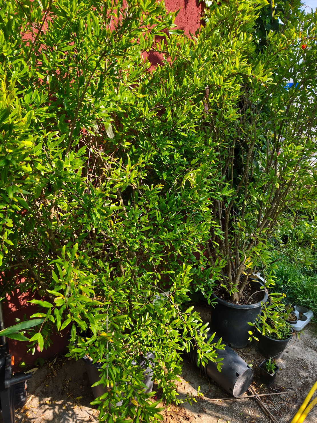 Punica granatum (Нар)