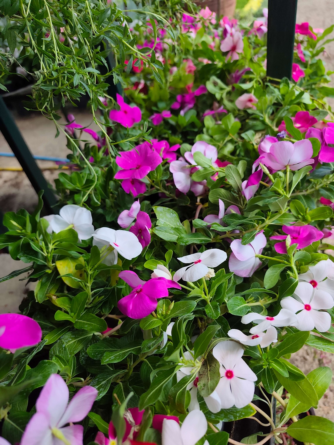 Catharanthus roseus (Едногодишна винка)