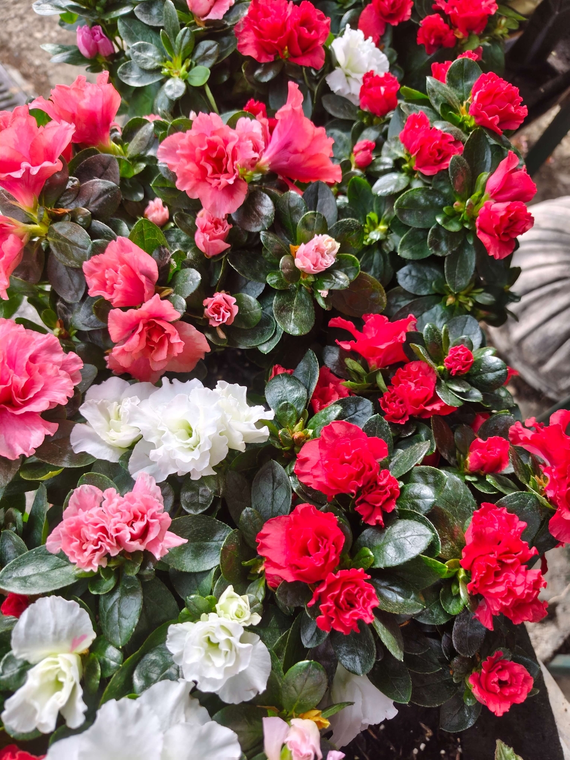 Rhododendron simsii (Стайна азалия)