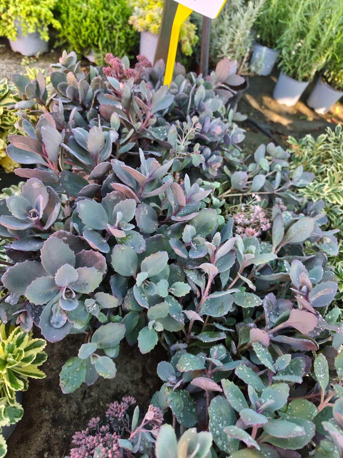 Sedum cauticola Red canyon