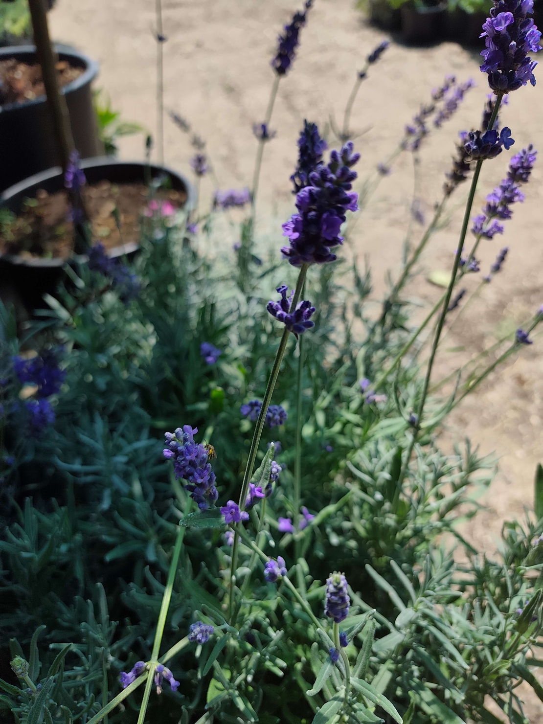Lavandula angustifolia 'Hidcote'