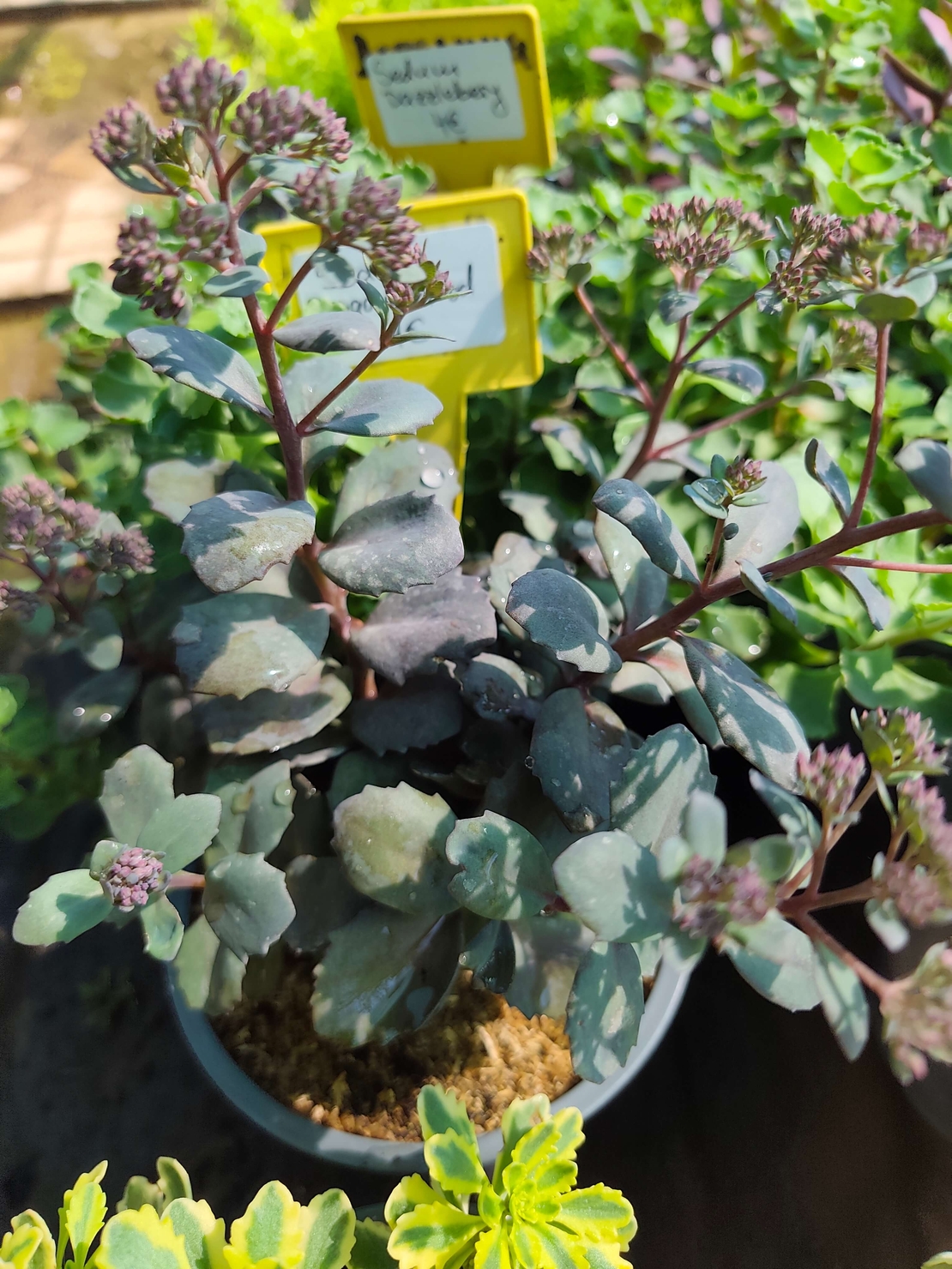 Sedum spurium 'Dragon's Blood'