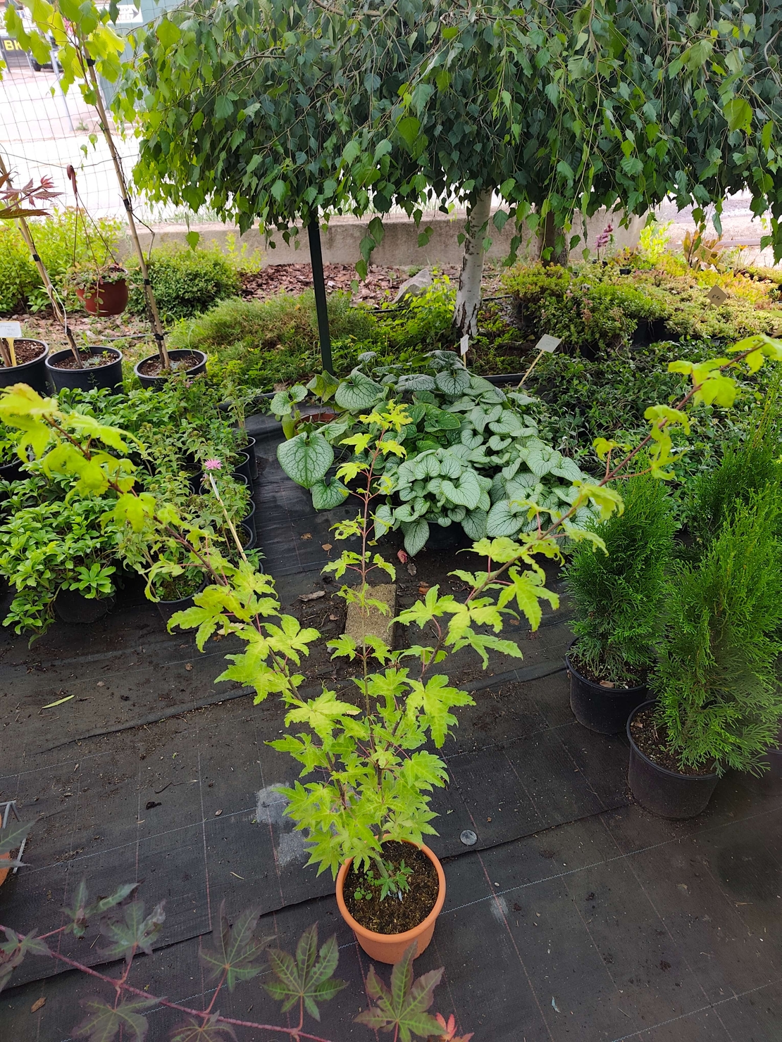 Acer palmatum (Японски клен)