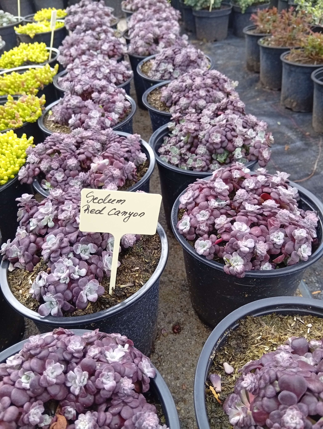 Sedum cauticola Red canyon