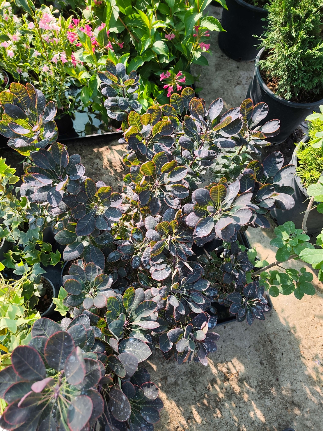 Cotinus coggygria ‘Royal Purple’