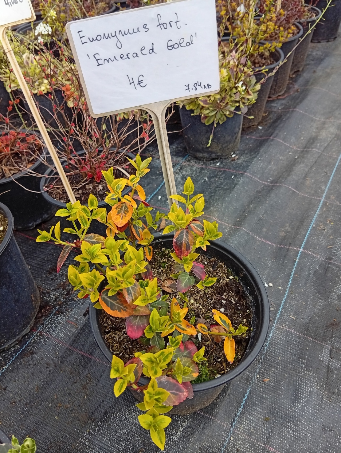 Euonymus fortunei Emerald Gold
