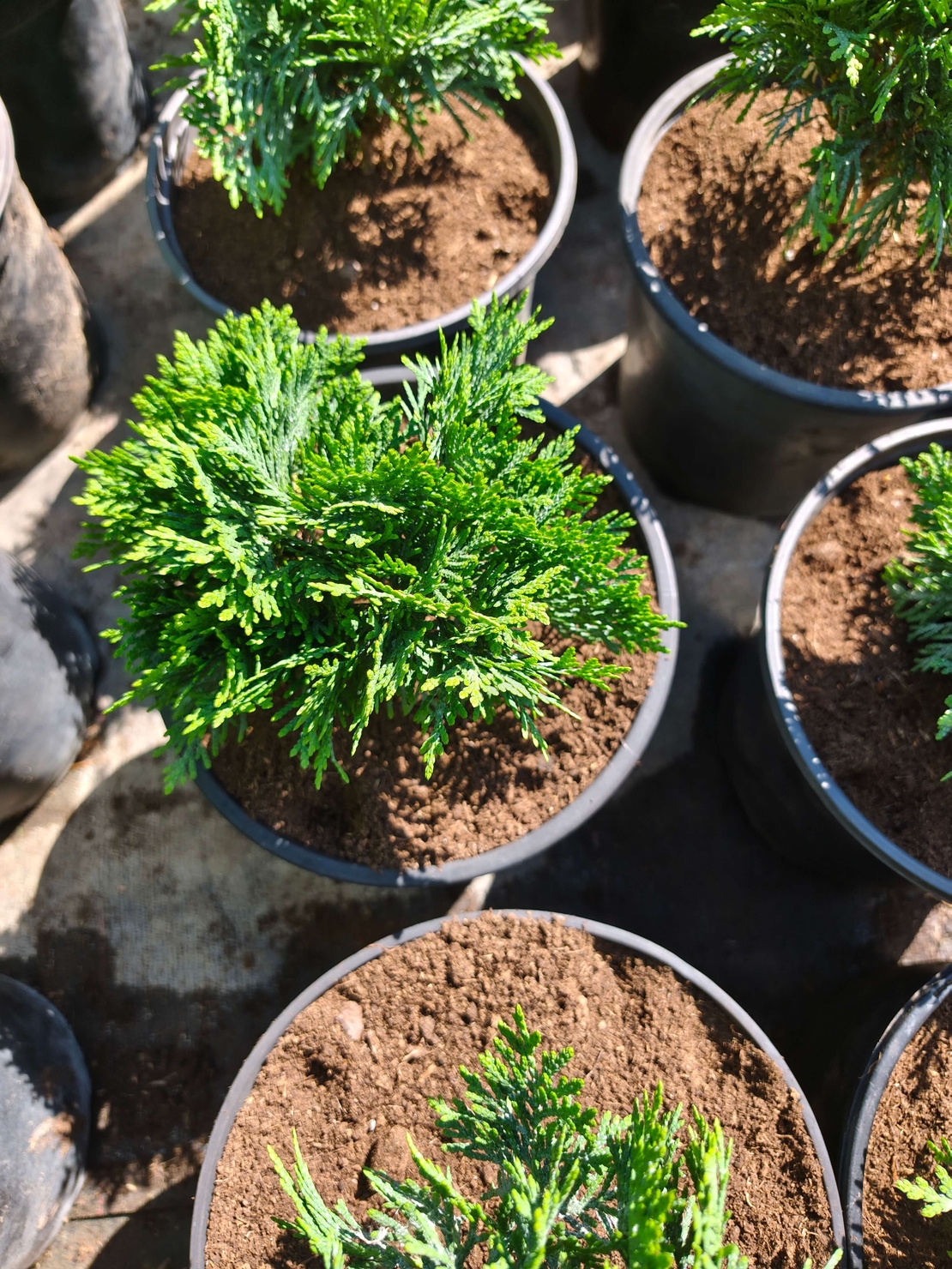 Thuja occidentalis ‘Danica’ (Туя Даника)