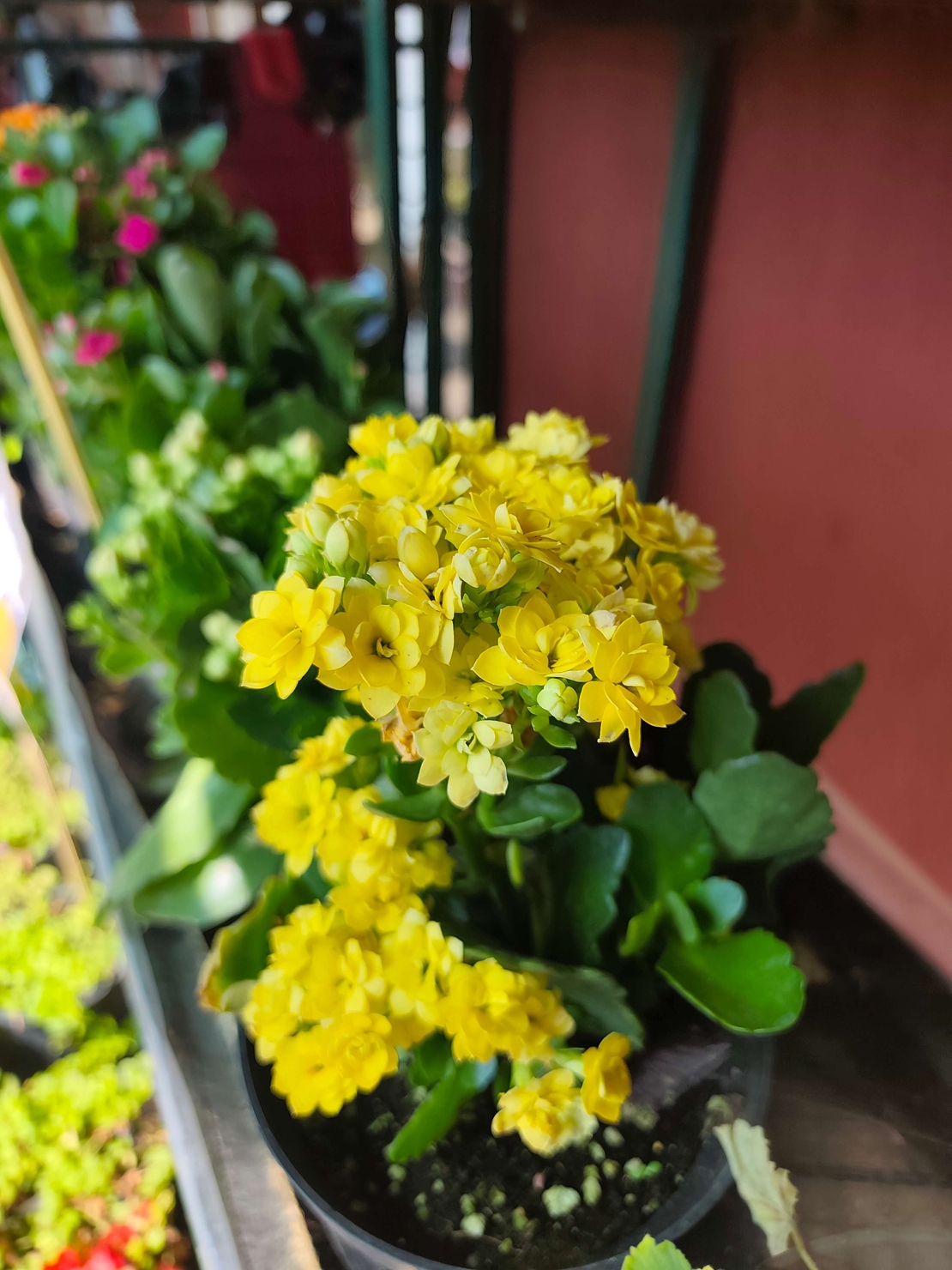 Kalanchoe blossfeldiana (Каланхое)