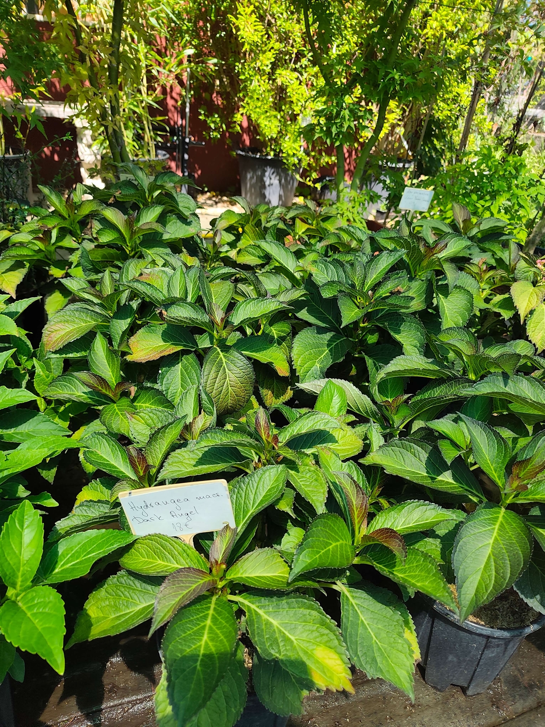 Hydrangea macrophylla 'Dark Angel'