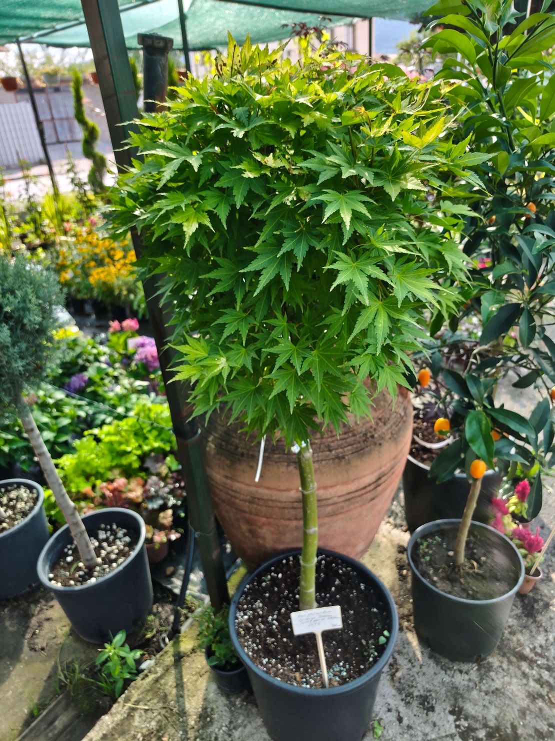 Acer palmatum 'Orange Dream'