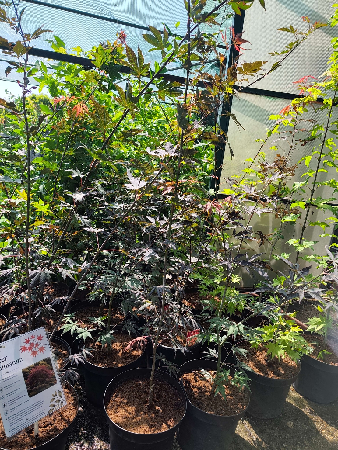 Acer palmatum (Японски клен)