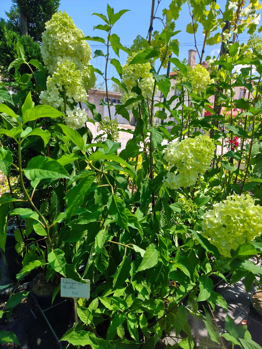 Hydrangea paniculata 'Bonfire'