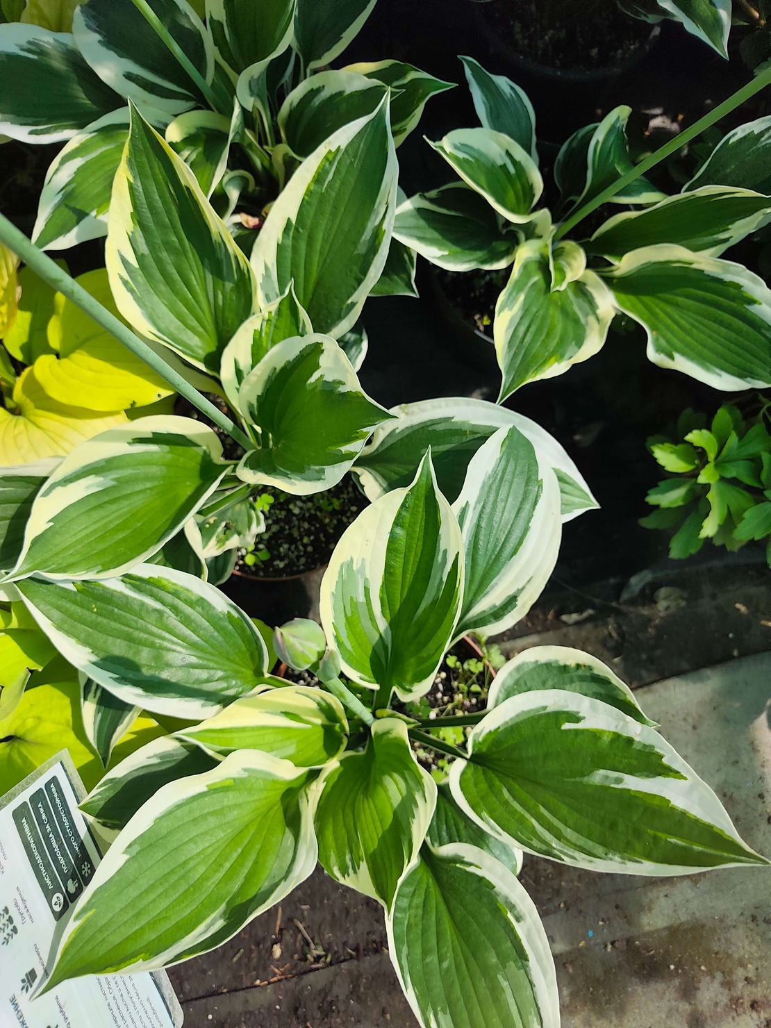 Hosta