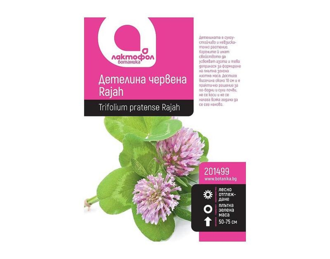 Детелина червена