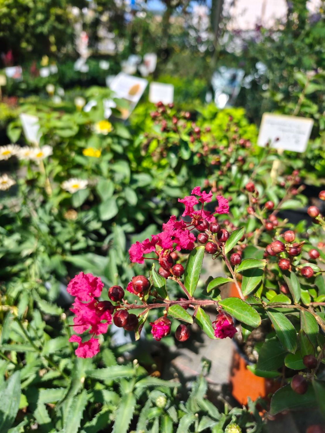 Lagerstroemia indica (Индийски люляк)