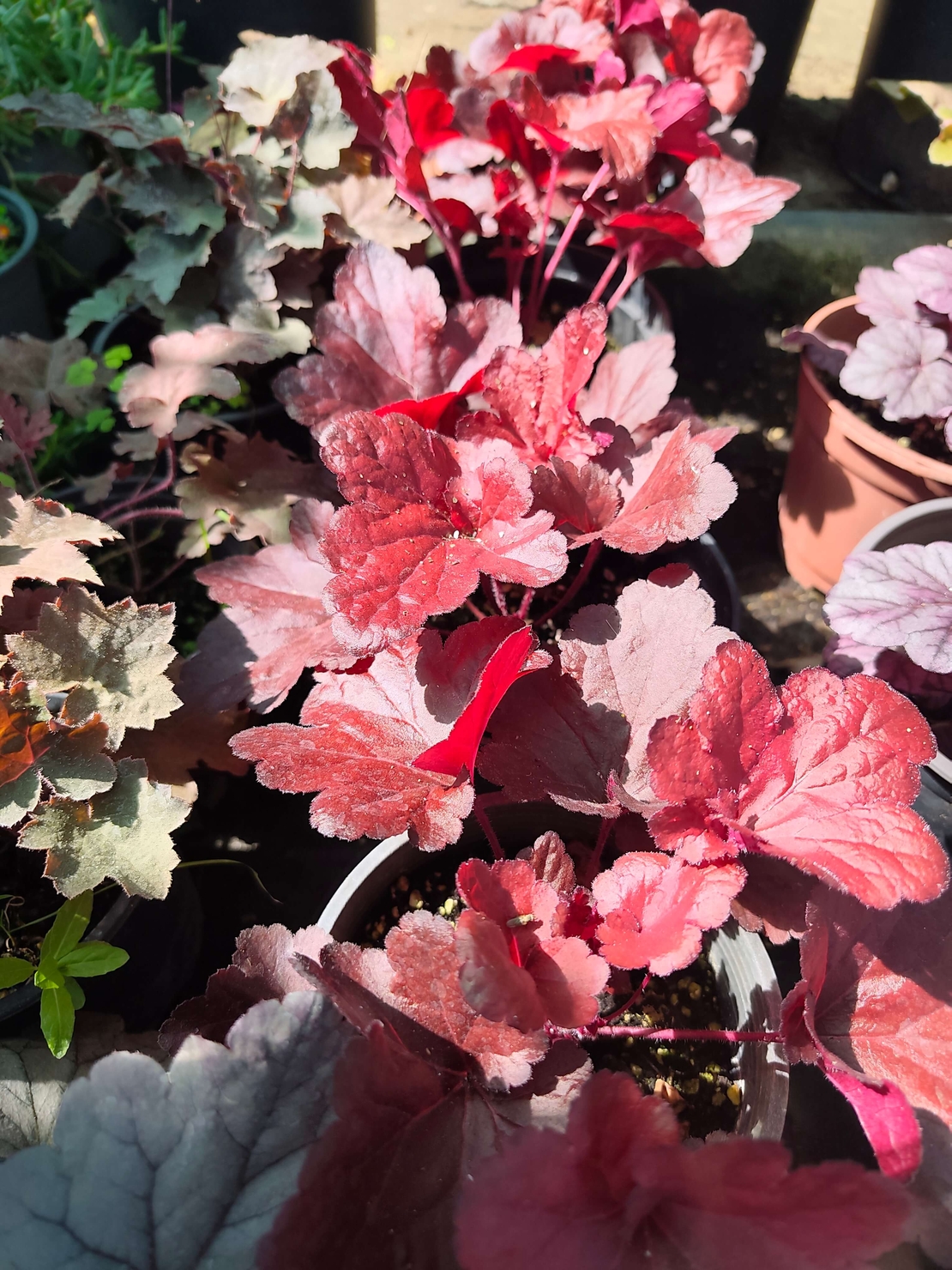 Heuchera