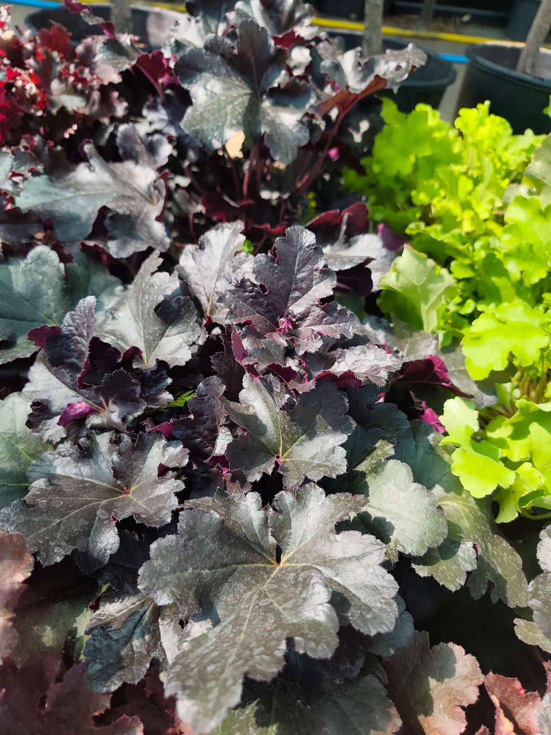 Heuchera