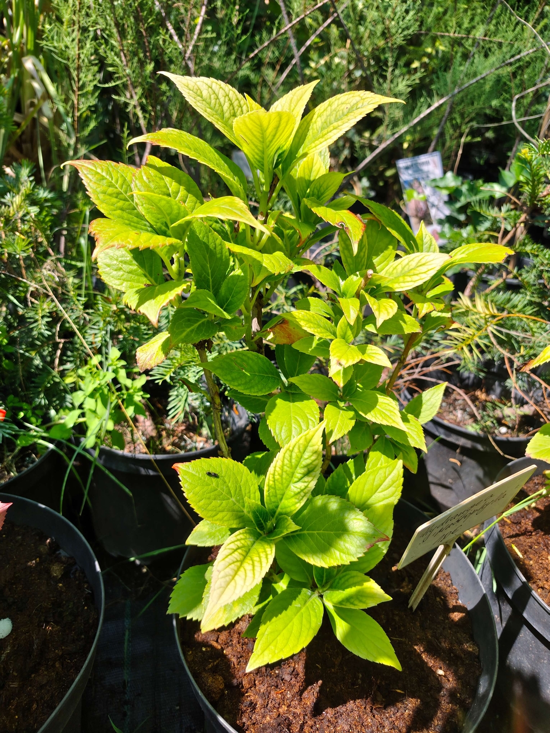Hydrangea macrophylla