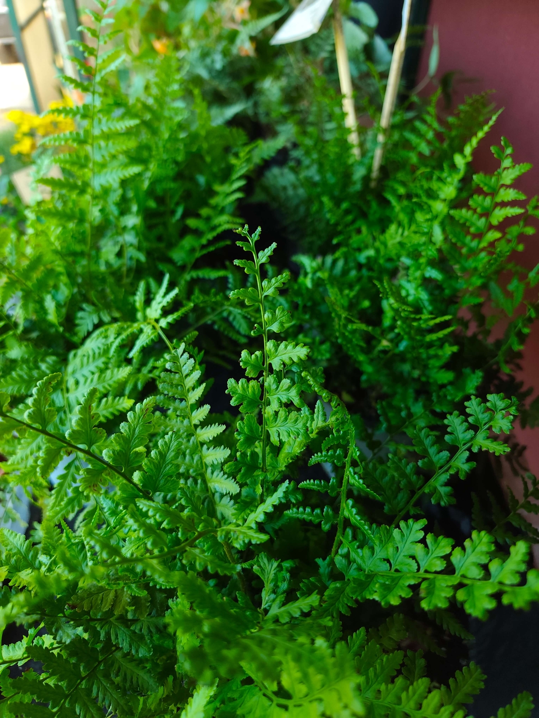 Dryopteris filix-mas (Мъжка папрат)