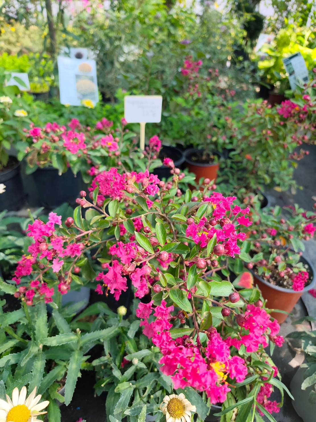 Lagerstroemia indica (Индийски люляк)