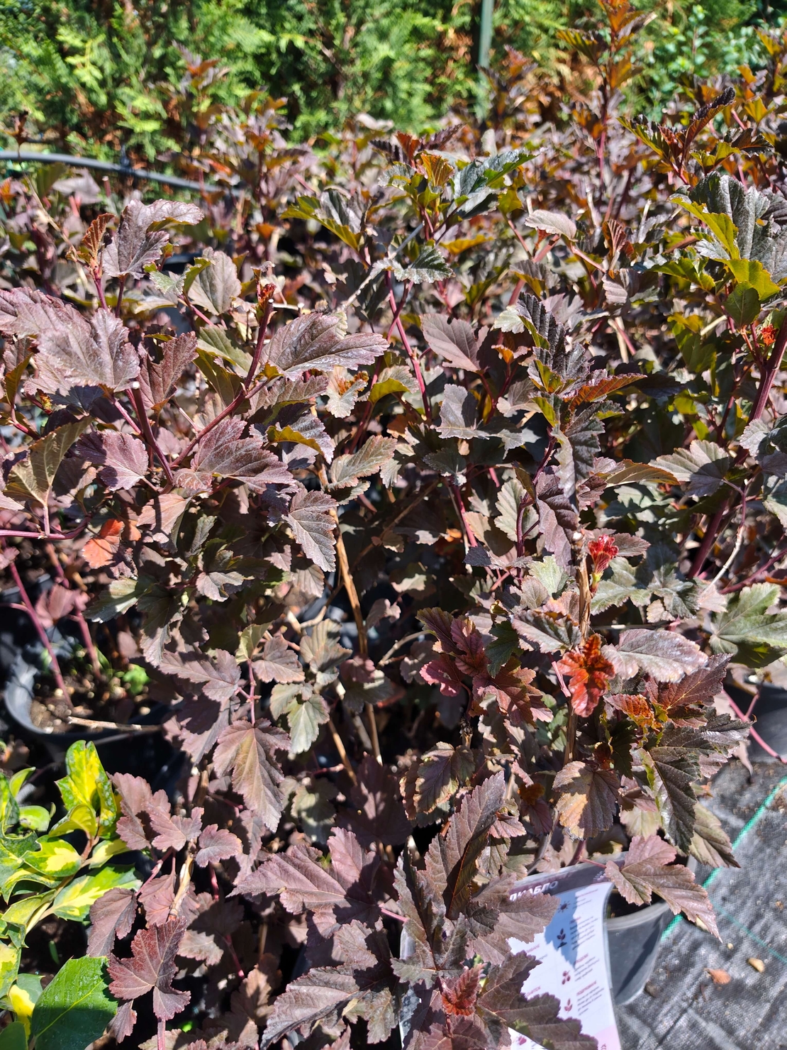 Physocarpus opulifolius 'Diabolo'