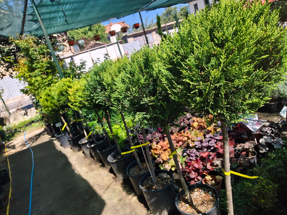 Топиар cupressocyparis gold crest, 1 топка