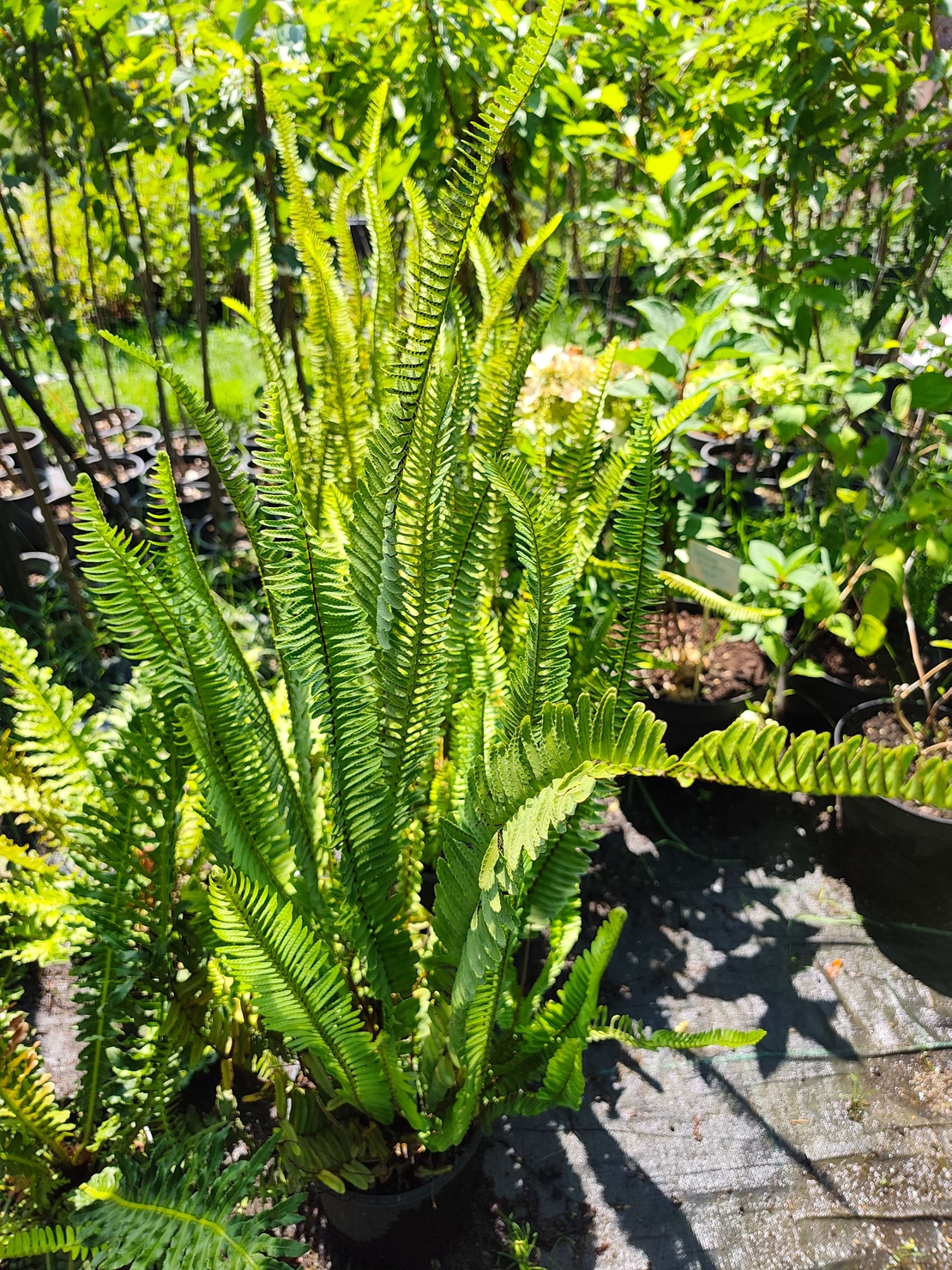 Nephrolepis exaltata (Бостънска папрат)