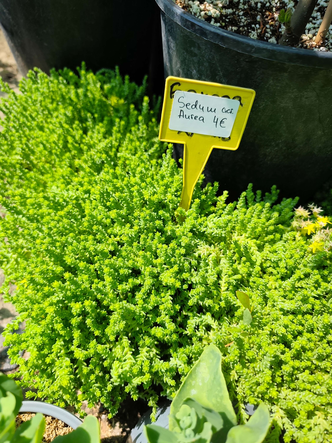 Sedum acre 'Aureum' (Златист седум)