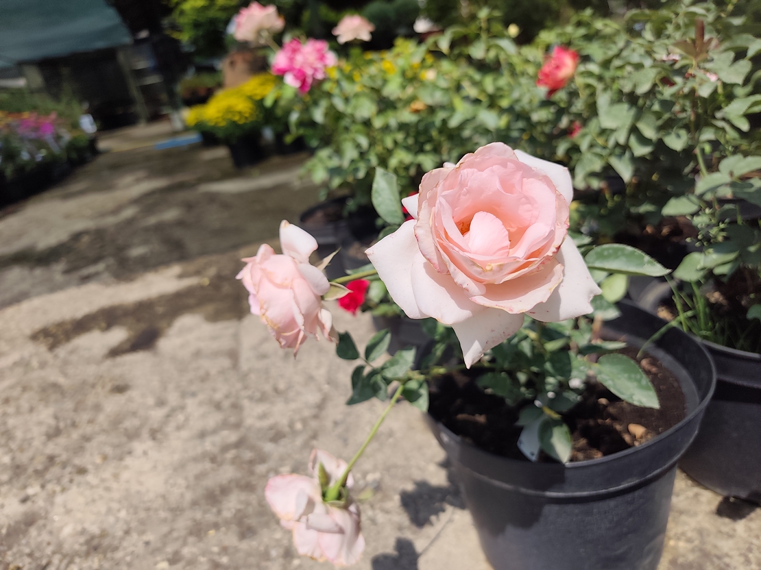 Rosa (Храстовидна роза) МИКС