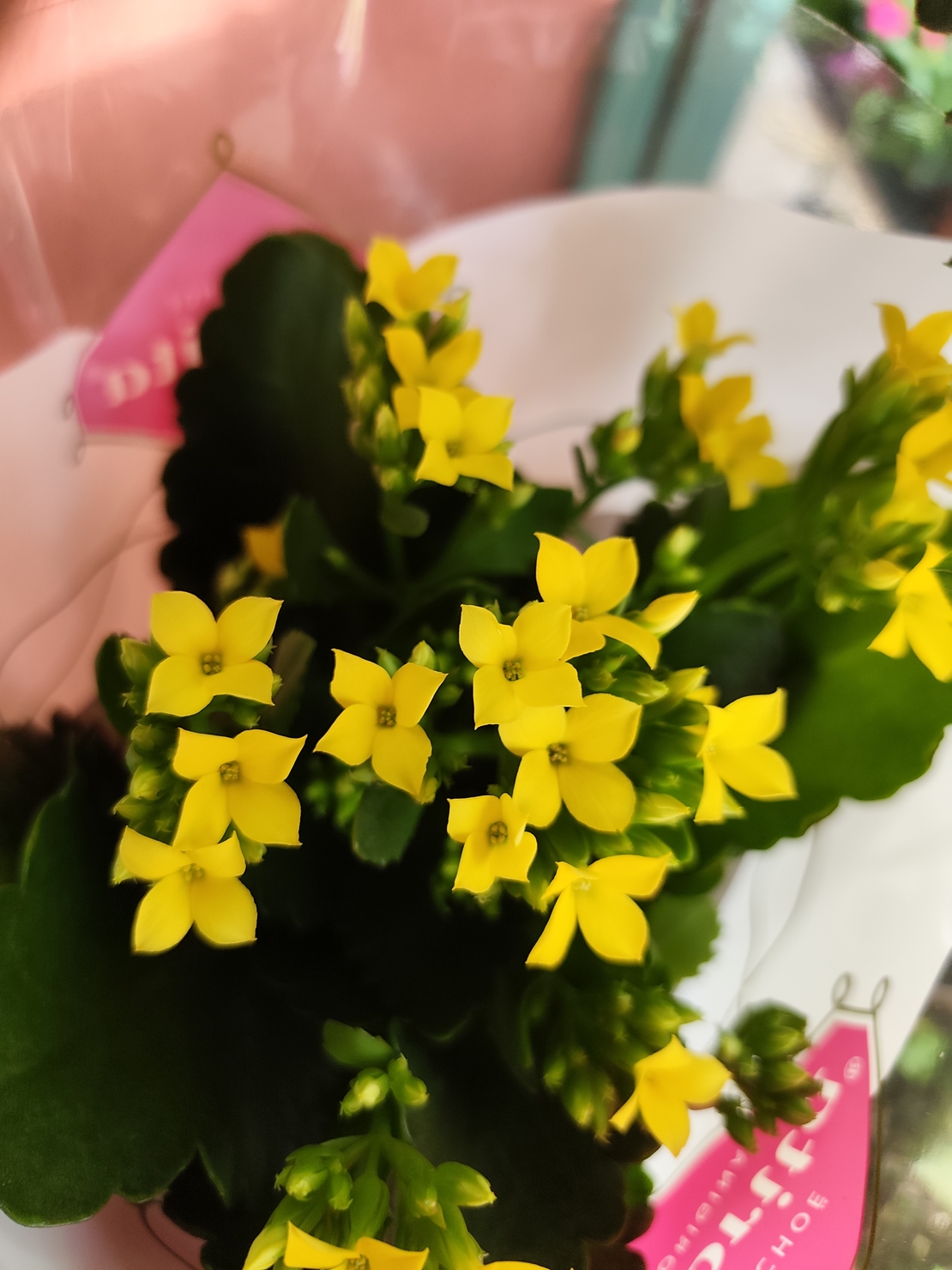 Kalanchoe blossfeldiana (Каланхое)