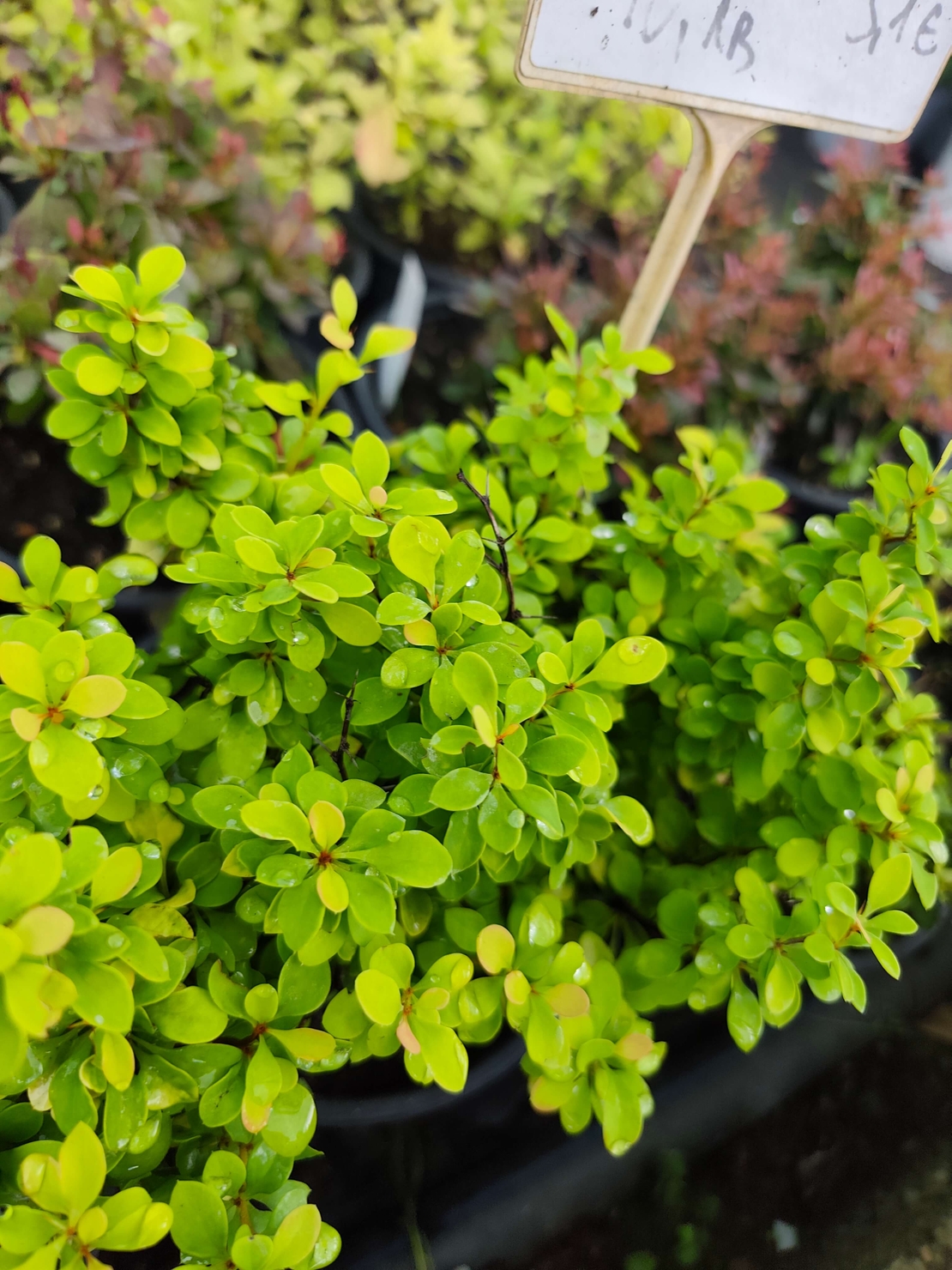 Berberis thunbergii 'Goldalita'